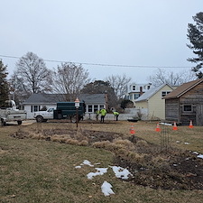 Removal-of-Two-Vine-Covered-Mulberry-Trees-in-the-Town-of-Saint-Michaels 1